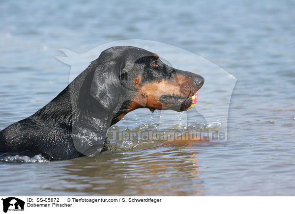 Dobermann Portrait / Doberman Pinscher / SS-05872