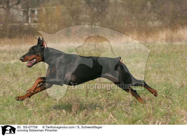 rennender kupierter Dobermann / running Doberman Pinscher / SS-07758