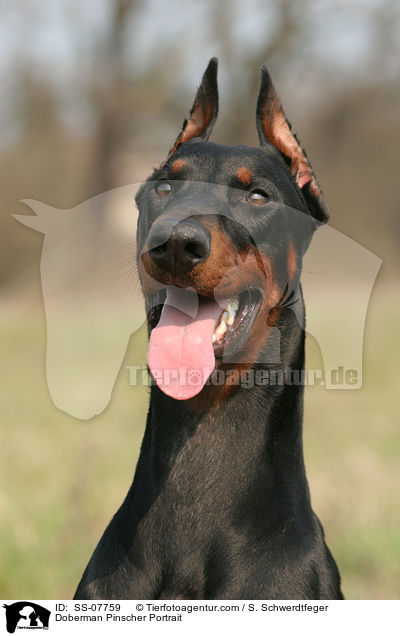 kupierter Dobermann Portrait / Doberman Pinscher Portrait / SS-07759