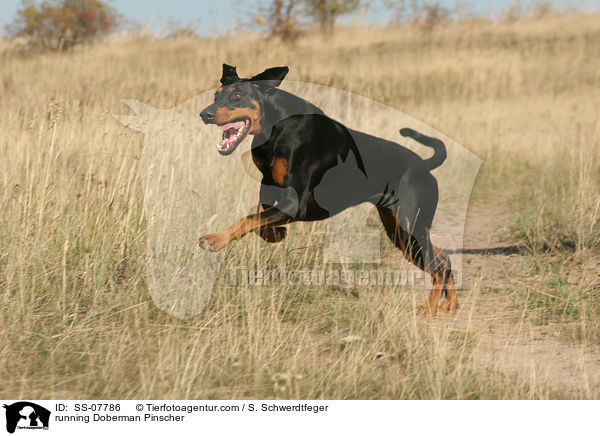 rennender Dobermann / running Doberman Pinscher / SS-07786