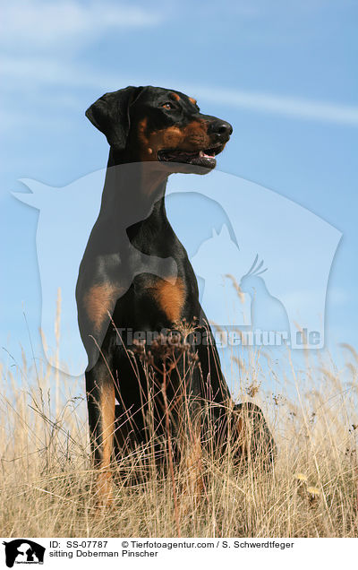 sitzender Dobermann / sitting Doberman Pinscher / SS-07787