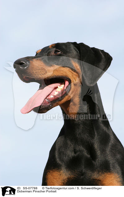 Dobermann Portrait / Doberman Pinscher Portrait / SS-07788