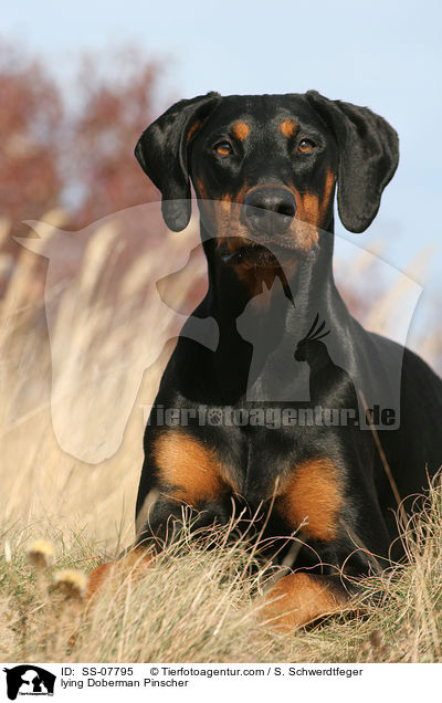 liegender Dobermann / lying Doberman Pinscher / SS-07795