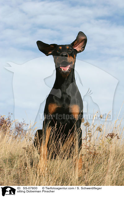 sitzender Dobermann / sitting Doberman Pinscher / SS-07800