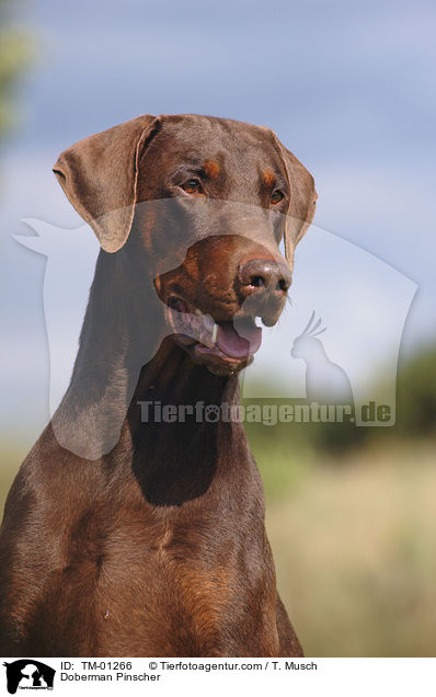 Dobermann / Doberman Pinscher / TM-01266