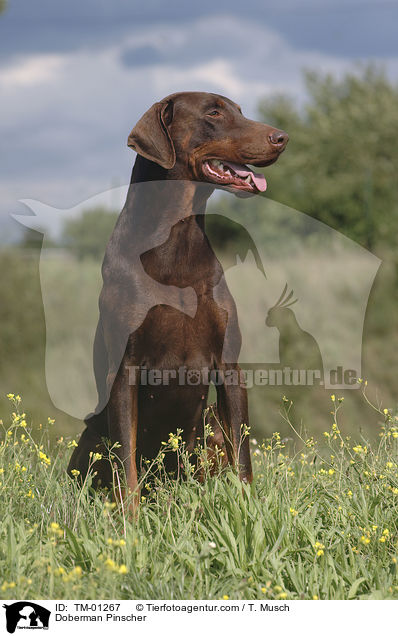 Dobermann / Doberman Pinscher / TM-01267