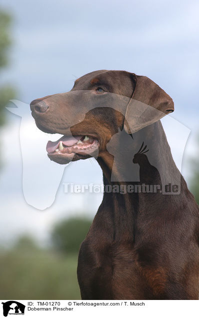 Dobermann / Doberman Pinscher / TM-01270