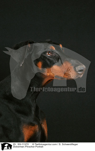 Dobermann Portrait / Doberman Pinscher Portrait / SS-11370