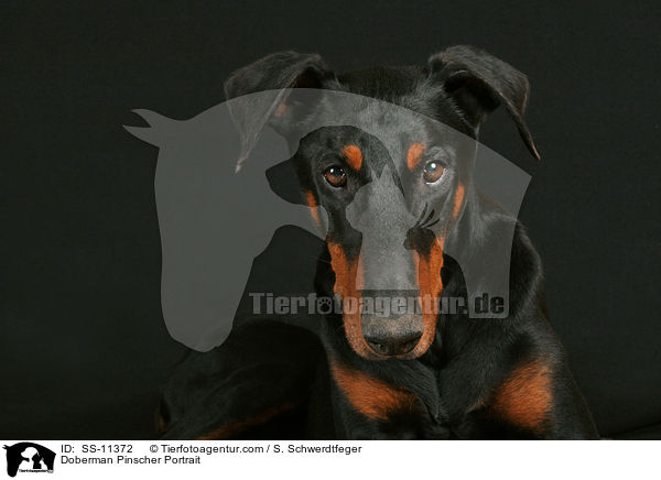 Dobermann Portrait / Doberman Pinscher Portrait / SS-11372