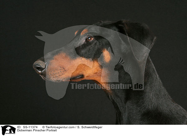 Dobermann Portrait / Doberman Pinscher Portrait / SS-11374