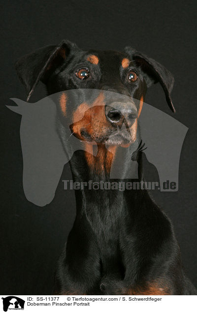 Dobermann Portrait / Doberman Pinscher Portrait / SS-11377