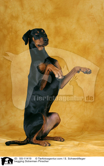 begging Doberman Pinscher / SS-11419