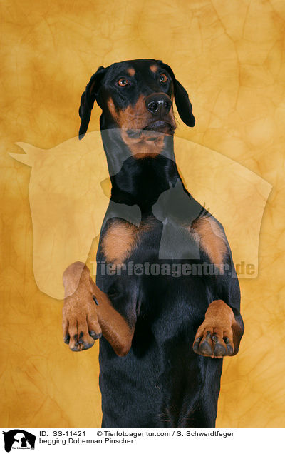 Dobermann macht Mnnchen / begging Doberman Pinscher / SS-11421