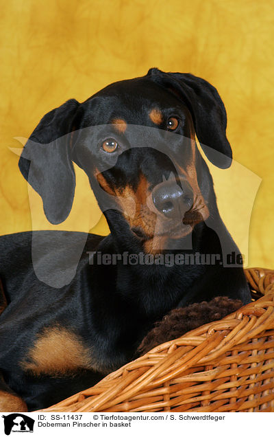 Dobermann im Krbchen / Doberman Pinscher in basket / SS-11437