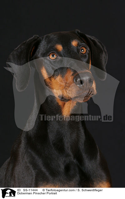 Dobermann Portrait / Doberman Pinscher Portrait / SS-11444