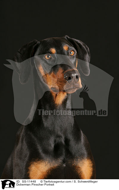 Dobermann Portrait / Doberman Pinscher Portrait / SS-11448