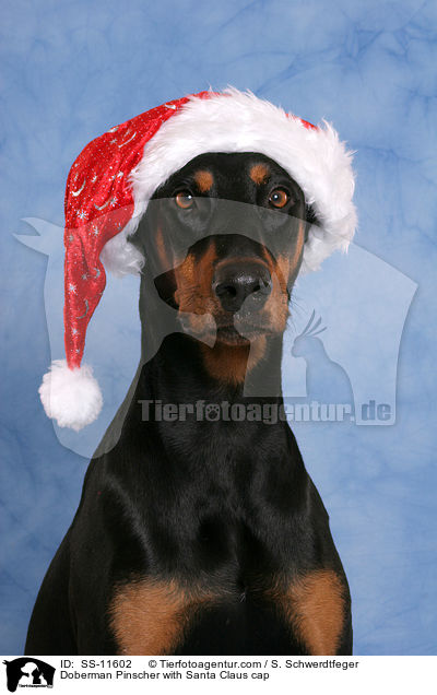 Dobermann mit Weihnachtsmtze / Doberman Pinscher with Santa Claus cap / SS-11602