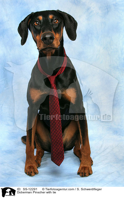 Dobermann mit Krawatte / Doberman Pinscher with tie / SS-12291