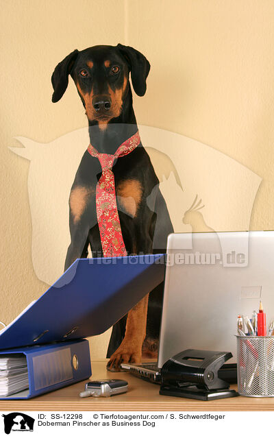 Dobermann als Business Dog / Doberman Pinscher as Business Dog / SS-12298