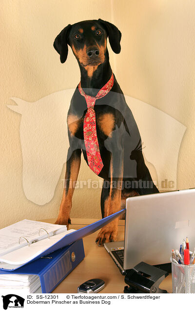 Dobermann als Business Dog / Doberman Pinscher as Business Dog / SS-12301