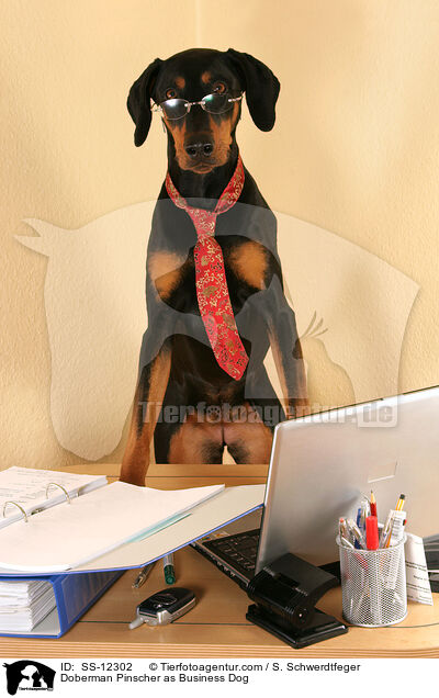 Dobermann als Business Dog / Doberman Pinscher as Business Dog / SS-12302