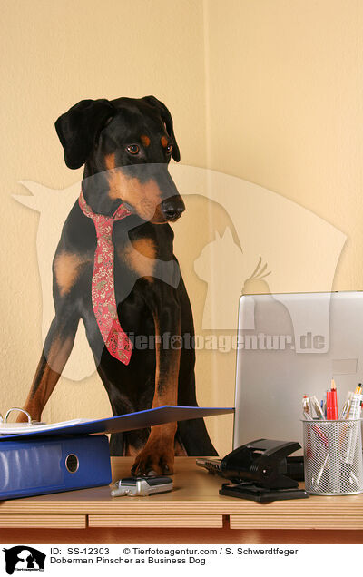 Dobermann als Business Dog / Doberman Pinscher as Business Dog / SS-12303