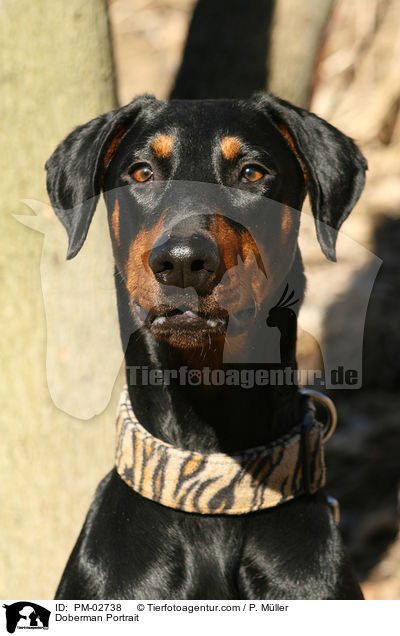 Dobermann Portrait / Doberman Portrait / PM-02738