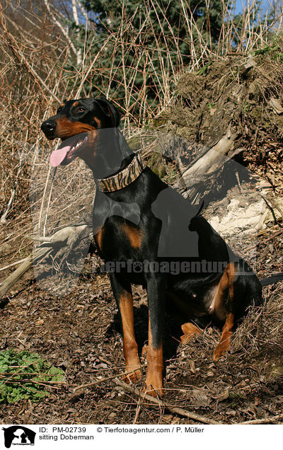 sitzender Dobermann / sitting Doberman / PM-02739