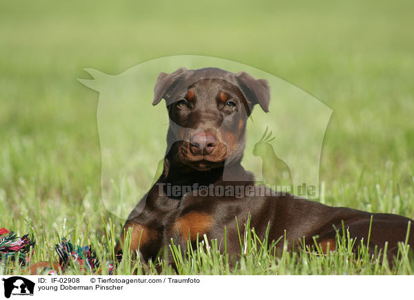 junger Dobermann / young Doberman Pinscher / IF-02908