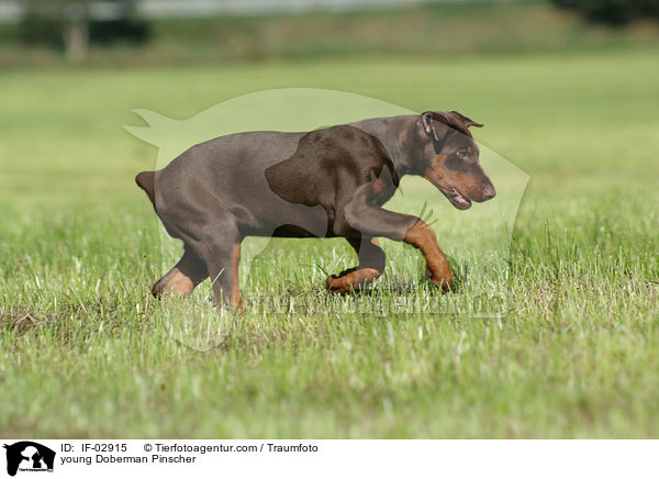 junger Dobermann / young Doberman Pinscher / IF-02915