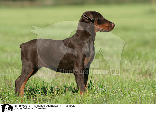 junger Dobermann / young Doberman Pinscher / IF-02919