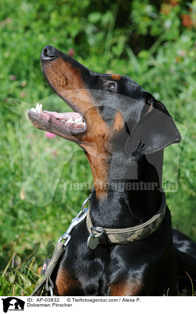 Dobermann / Doberman Pinscher / AP-03832