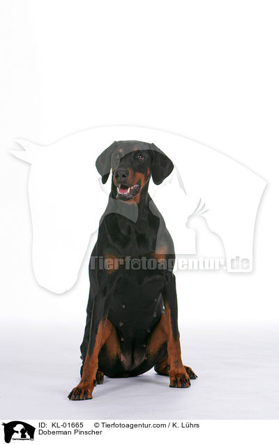 Dobermann / Doberman Pinscher / KL-01665