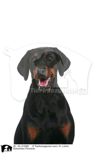 Dobermann / Doberman Pinscher / KL-01666