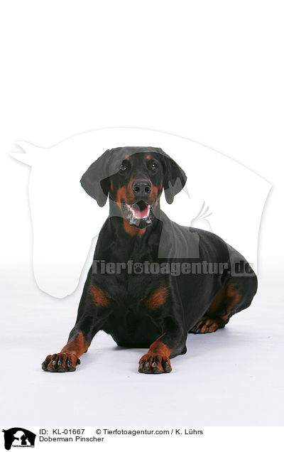 Dobermann / Doberman Pinscher / KL-01667