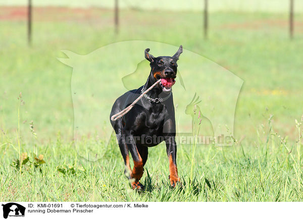 rennender Dobermann / running Doberman Pinscher / KMI-01691