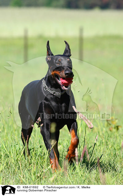 rennender Dobermann / running Doberman Pinscher / KMI-01692