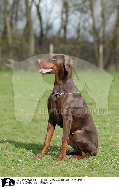 sitzender Dobermann / sitting Doberman Pinscher / MR-02778