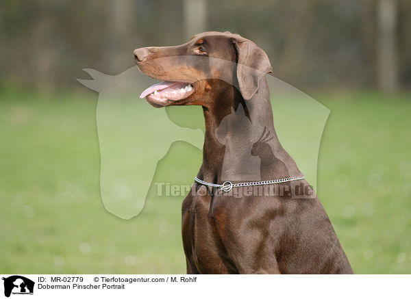 Dobermann Portrait / Doberman Pinscher Portrait / MR-02779