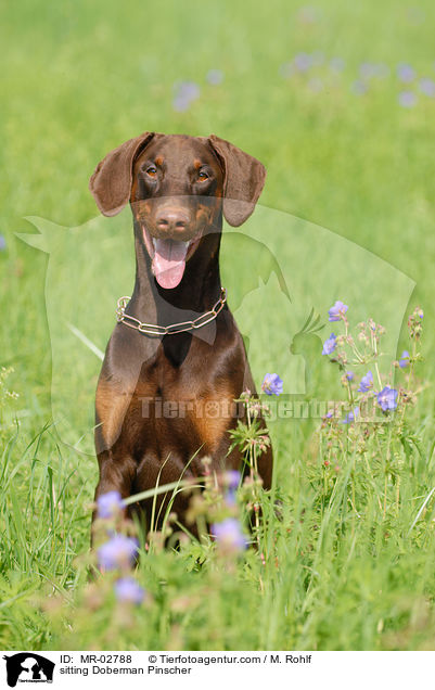 sitzender Dobermann / sitting Doberman Pinscher / MR-02788