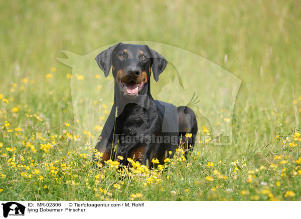 liegender Dobermann / lying Doberman Pinscher / MR-02806