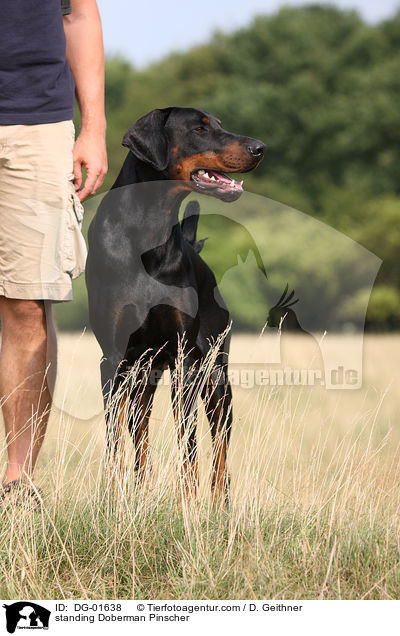 stehender Dobermann / standing Doberman Pinscher / DG-01638