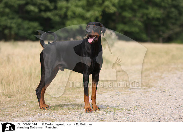 stehender Dobermann / standing Doberman Pinscher / DG-01644