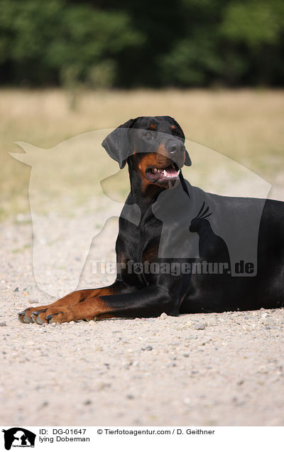 liegender Dobermann / lying Doberman / DG-01647