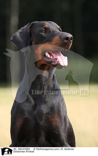 Dobermann Portrait / Doberman Portrait / DG-01654