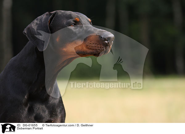 Dobermann Portrait / Doberman Portrait / DG-01655