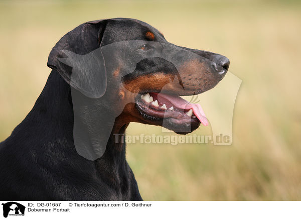 Dobermann Portrait / Doberman Portrait / DG-01657