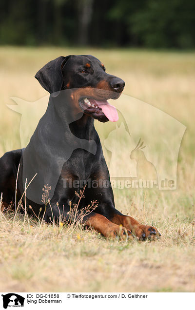 liegender Dobermann / lying Doberman / DG-01658