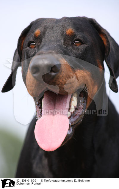 Dobermann Portrait / Doberman Portrait / DG-01659