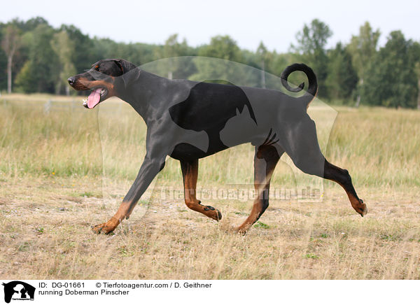 rennender Dobermann / running Doberman Pinscher / DG-01661